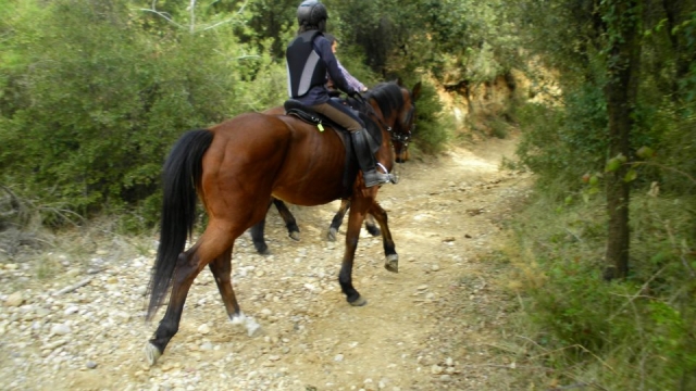 paseando por el bosque